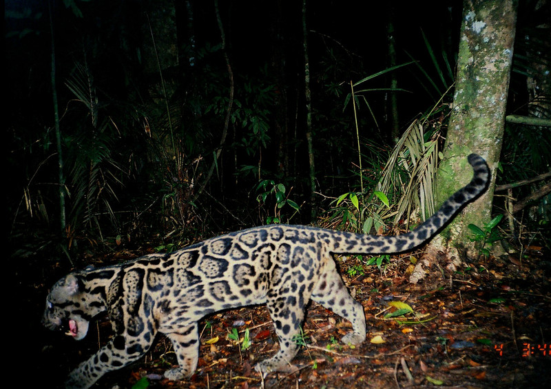 Clouded leopard camera trap.